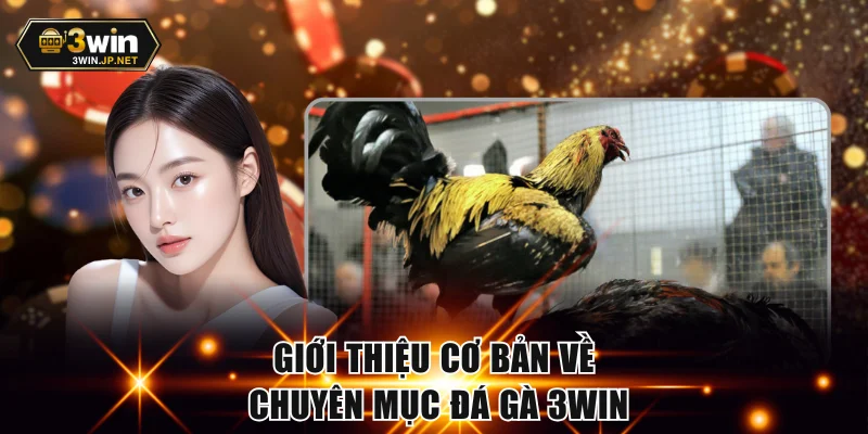 Giới thiệu cơ bản về chuyên mục đá gà 3WIN