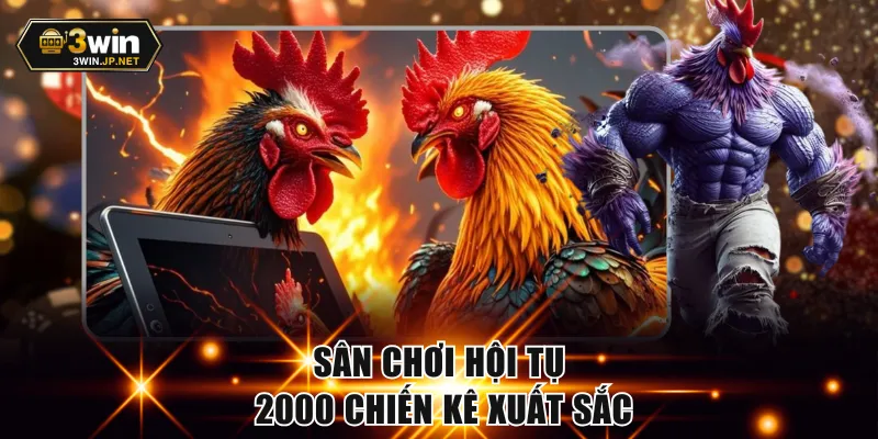 Sân chơi hội tụ 2000 chiến kê xuất sắc